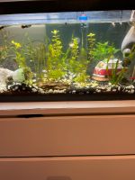 Jbl e402 Außenfilter +54l Aquarium Eheim Köln - Porz Vorschau