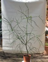 Bleistiftstrauch Euphorbie 135 cm Zimmerpflanze Hessen - Vellmar Vorschau