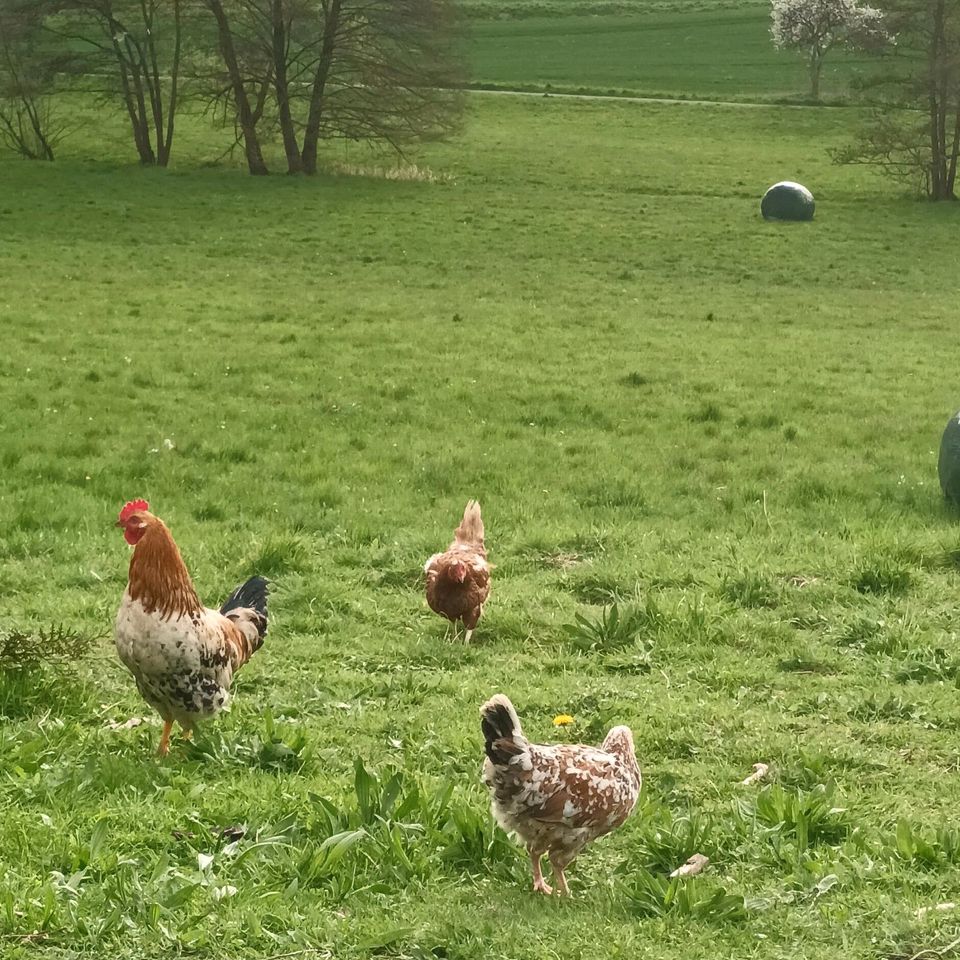 Bio Hühner - Bio Legehennen - ökologisch 100% Antibiotika-frei in Weilmünster