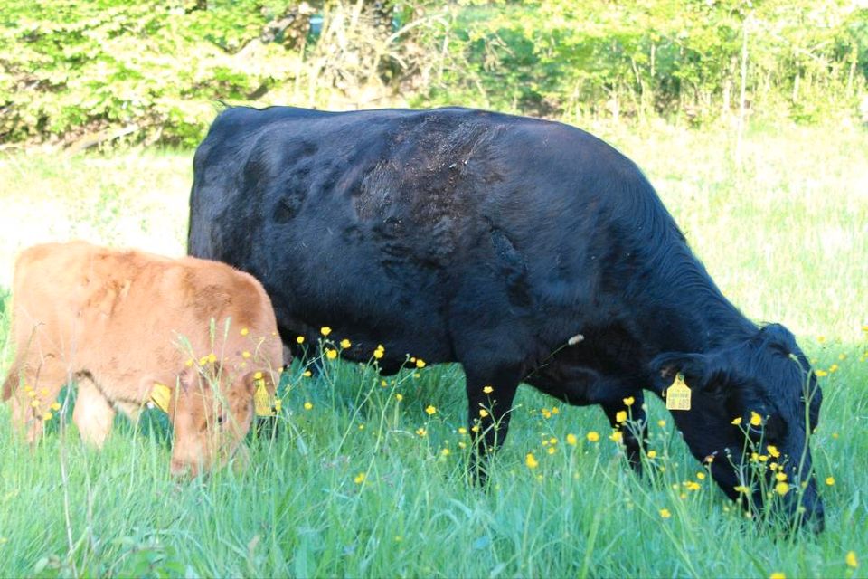 Dexter Rind Pp mit Bullen Kalb Pp bei Fuß in Hessisch Lichtenau