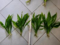 Amazonas schwertpflanze Echinodorus bleheri Bayern - Kirchenthumbach Vorschau