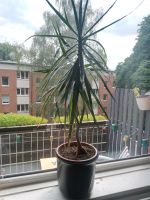 Hab eine Palme und möchte im Tausch eine kleinere Pflanze Hamburg-Mitte - Hamburg Billstedt   Vorschau