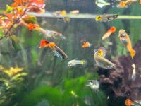 Guppy Fische verschiedene Farben Nordrhein-Westfalen - Meschede Vorschau