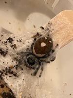 Phidippus regius Bahama Andros adultes Weibchen Brandenburg - Wustermark Vorschau