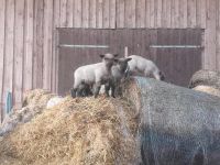 Shropshire Schafe, Lämmer Mecklenburg-Vorpommern - Loitz (Bei Demmin) Vorschau