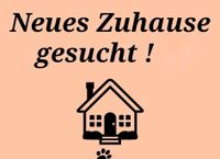 Suche 1 - 1,5 Zimmer Wohnung in Ulm ab August 2024 Baden-Württemberg - Ulm Vorschau