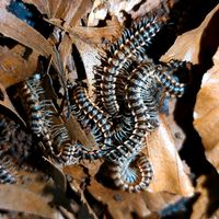 Orthomorpha sp Vietnam Tausendfüßer Bandfüsser Baden-Württemberg - Linkenheim-Hochstetten Vorschau