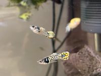 Aquarium Fische | Guppy | Cobra gelb | Cobra-Leopard Baden-Württemberg - Riedlingen Vorschau