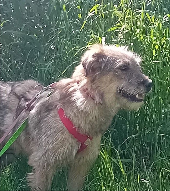 Ich bin Teddy - die Wasserratte in Emmendorf