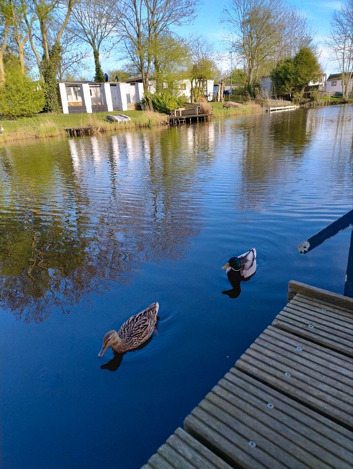 Urlaub in Makkum am Iysselmeer mit Hund  in Sankt Johann