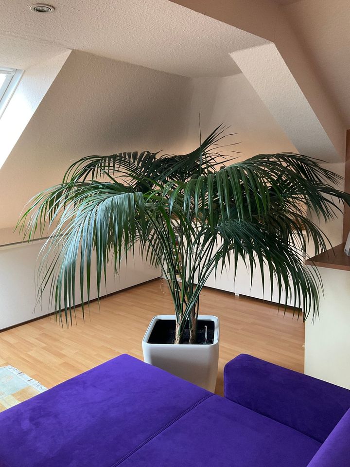 Kentia Palme mit Selbstbewässerungssystem ca. 170 bis 180 cm groß in Saarbrücken