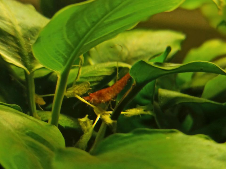 10-20 Red fire Garnelen fürs Aquarium in Mildstedt