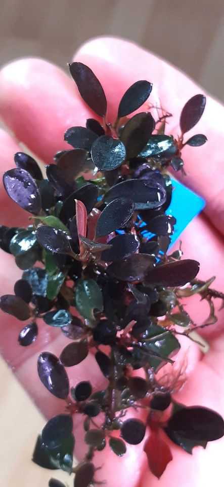 New ⭐❤ MAGICAN Purple ❤⭐ Rare Bucephalandra Aquarium Garnelen in Freiburg im Breisgau