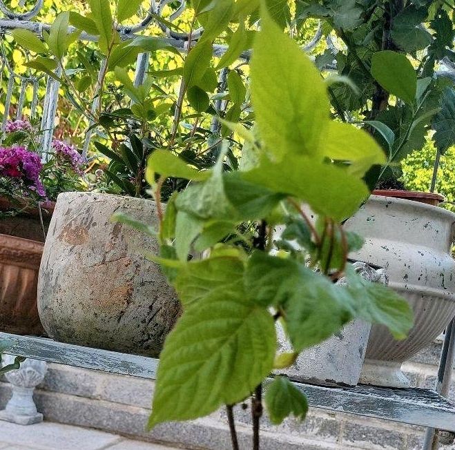 Mini Kiwi Pflanze Garten Balkon  selbst Fruchtend  winterfest in Köln