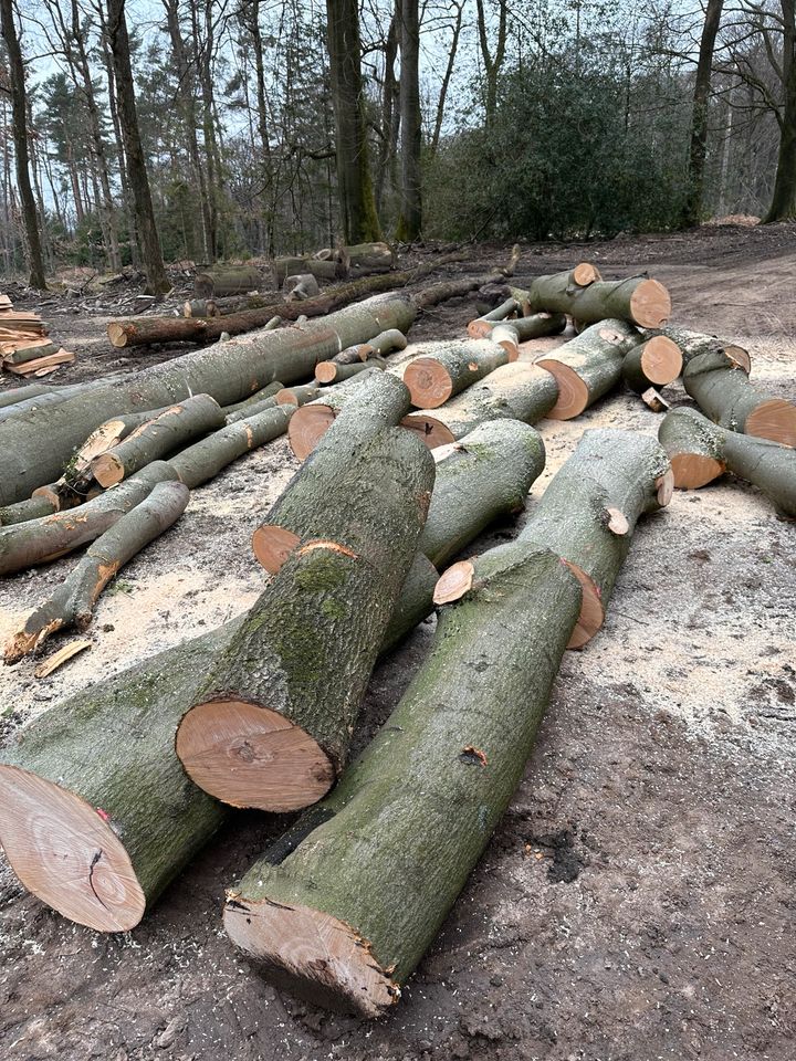 Stammholz Eiche Buche Esche in Iserlohn