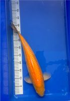 Japan Koi Karashi orange 49 cm HQ Nordrhein-Westfalen - Brühl Vorschau