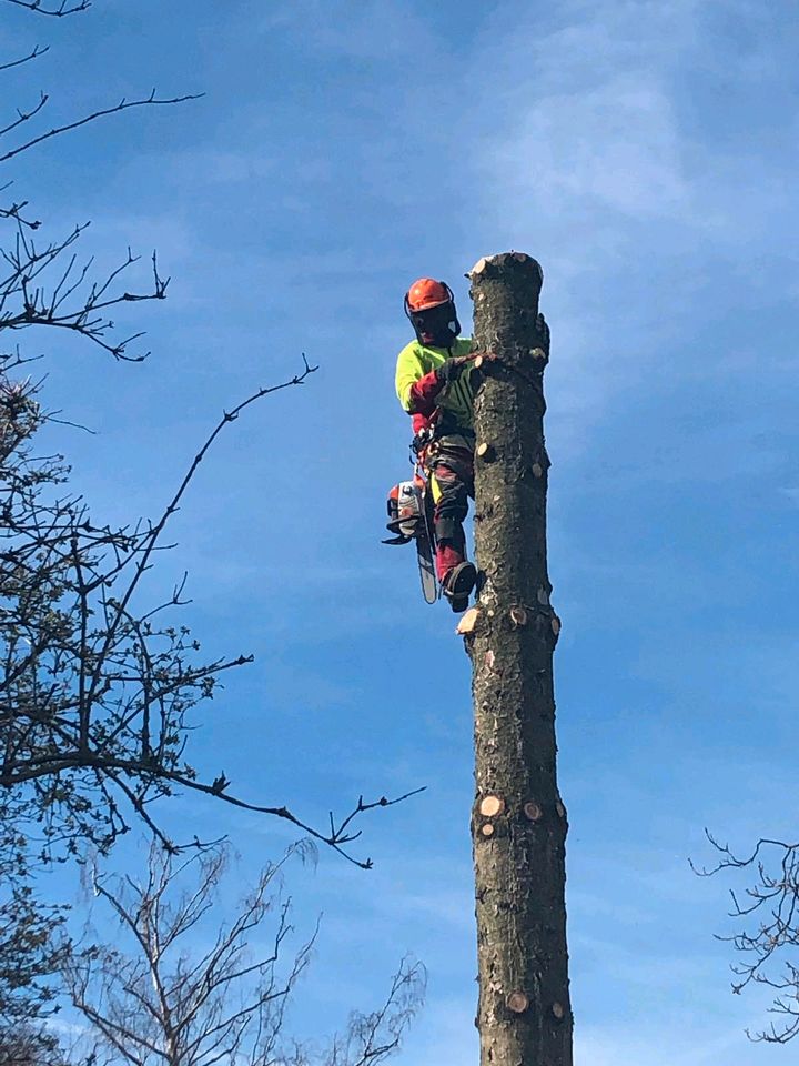 Professionelle Baumpflege Baumfällung Baufeld Räumung in Königswinter