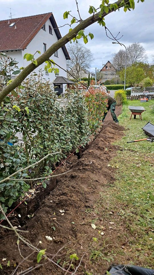 Gartenarbeit Hausmeisterservice  Baumfällung in Oppenheim