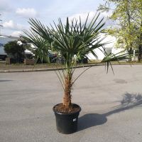 Hanfpalme Trachycarpus Fortunei +/-50cm Stammh. - 160-180cm hoch Nordrhein-Westfalen - Oberhausen Vorschau