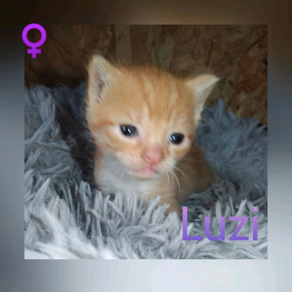 Katze, Kitten, Katzenbaby, kastriert, EKH ❤️ Luzi ❤️ in Jessen (Elster)
