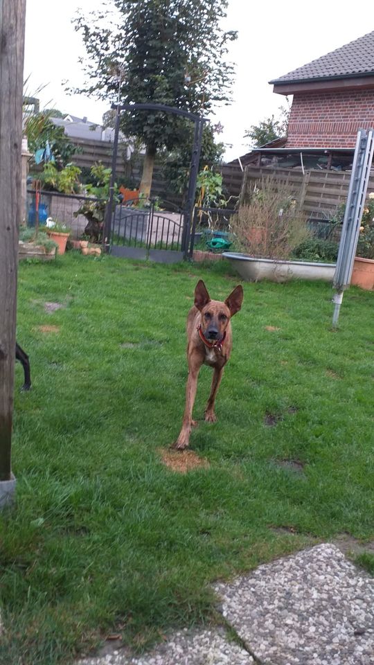 Schäferhund Podenco Mischling Dexter sucht Seelenverwandte! in Stadt