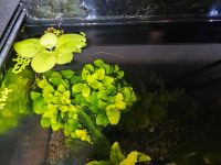 Anubias barteri var. nana 'Bonsai' ('Mini Mini') Sachsen-Anhalt - Lutherstadt Wittenberg Vorschau