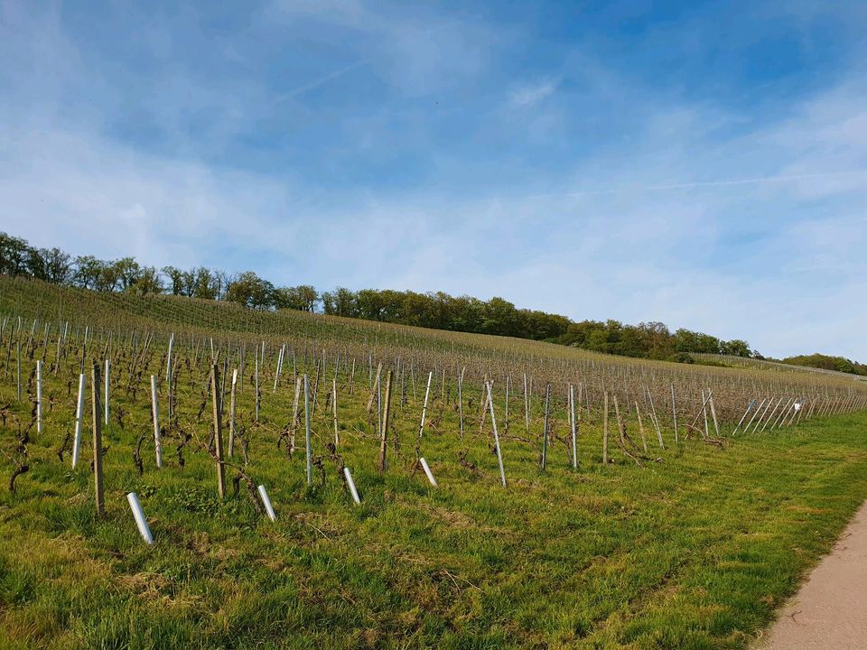 Weinberg in Kraichtal-Neuenbürg zu verkaufen in Kraichtal