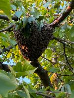 Ich fange Bienenschwärme Schleswig-Holstein - Reinbek Vorschau