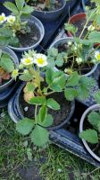 kräftige, teilweise blühende Ableger Erdbeerpflanzen getopft  BIO Mecklenburg-Vorpommern - Rosenow Vorschau