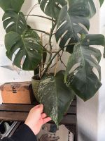 Ableger Monstera Variegata Rostock - Reutershagen Vorschau