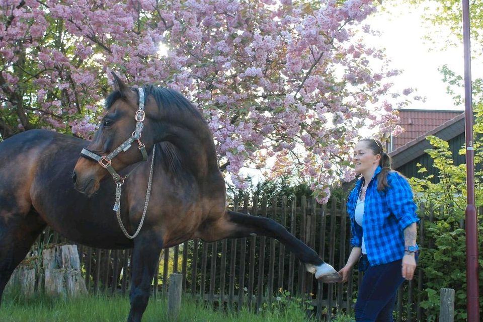 Reitcoaching, Angstreiter,Korrektur, Training,Horsemanship, in Löwenberger Land-Löwenberg