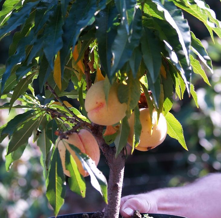 Apfelbaum Obstbaum Säulenapfel Pfirsich Kirsche Nektarine Feige in Detmold