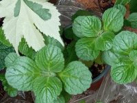 Nespoli Duftpelargonie Plectranthus Pelargonie Verpiss Dich Pflan Baden-Württemberg - Heimsheim Vorschau