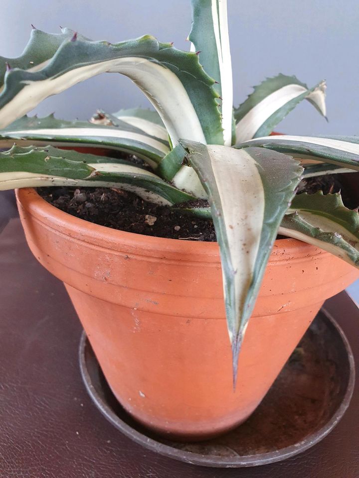 Agave mediopicta alba in Erbendorf