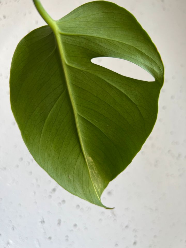 Monstera Aurea Ableger in Berlin