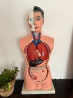 Anatomie Torso mit herausnehmbaren Organen (+Originalverpackung) Nordrhein-Westfalen - Mönchengladbach Vorschau