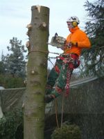 Baumdienst, Baumfällung, Baumpflege,Obstbaumschnitt, Gartenpflege Berlin - Pankow Vorschau