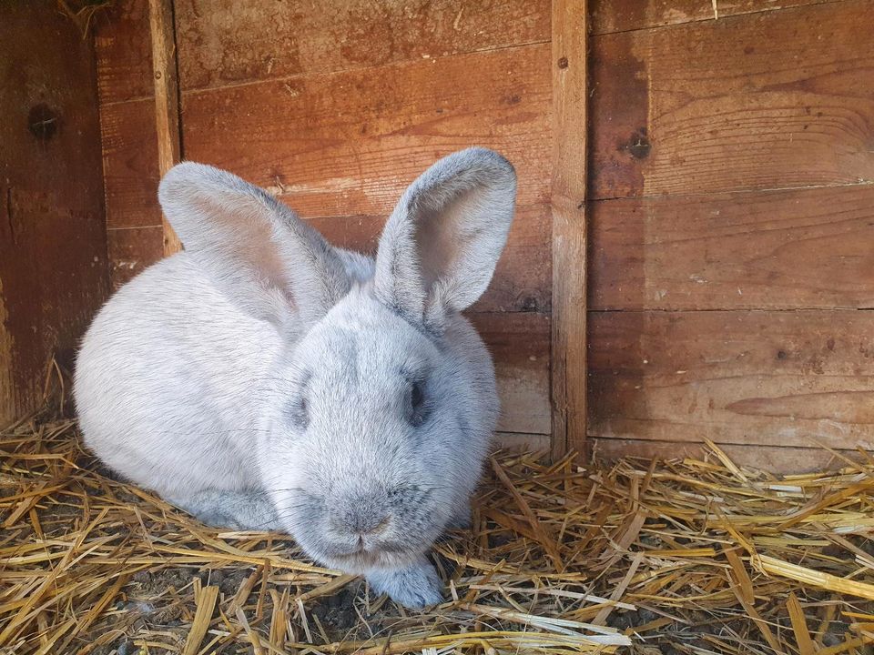 Deutsche Großsilber Rassekaninchen Zuchttiere Rammler in Pirna