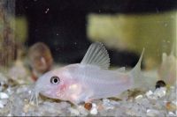 Corydoras White Panda Hessen - Langen (Hessen) Vorschau