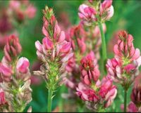 Saatgut der Saat-Esparsette (Onobrychis viciifolia) Nordrhein-Westfalen - Ascheberg Vorschau