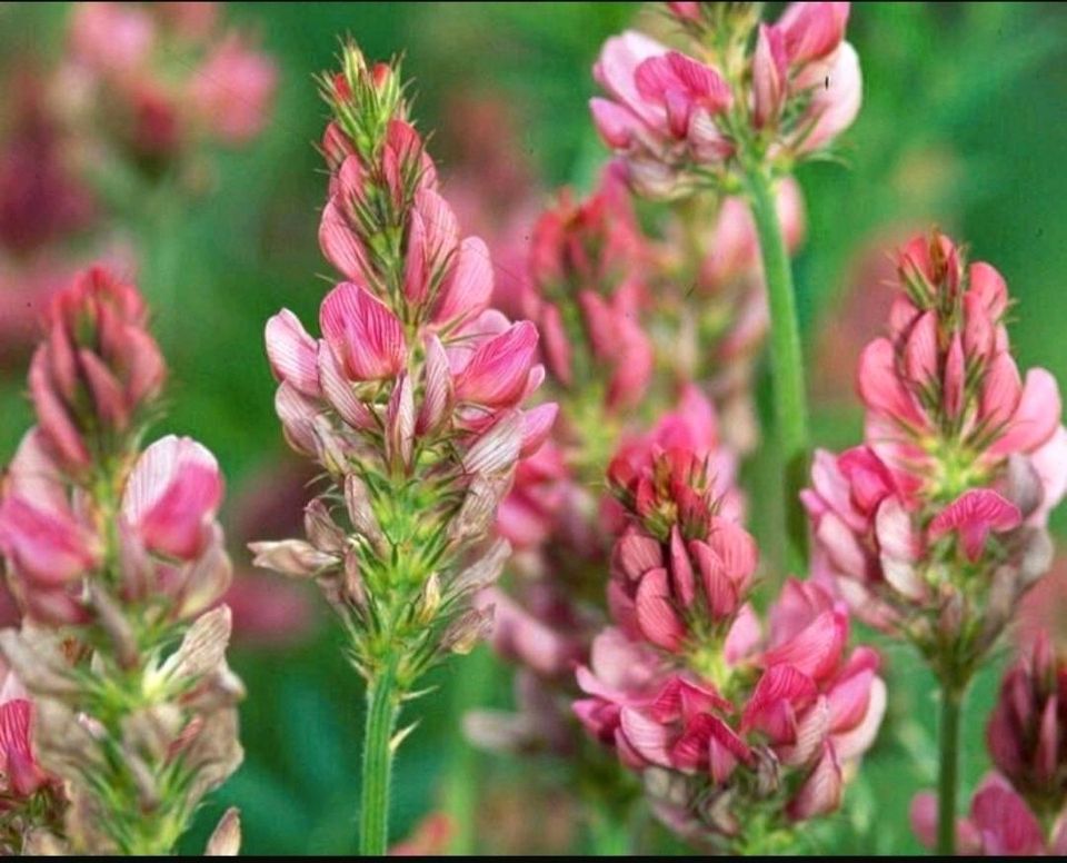 Saatgut der Saat-Esparsette (Onobrychis viciifolia) in Ascheberg