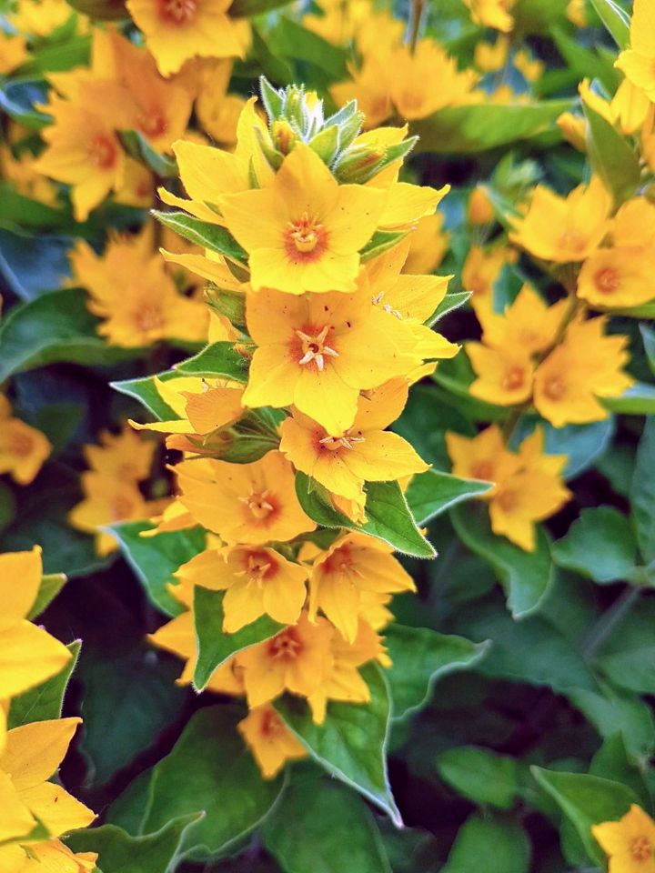 Garten Staude: Goldfelberich (Lysimachia punctata) aus Biogarten in Essen