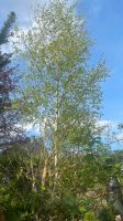 Birken Baum ca.4-5 Meter groß Nordrhein-Westfalen - Gütersloh Vorschau