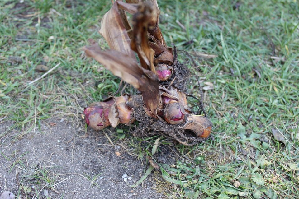 Canna Indisches Blumenrohr sehr dekorative rot blühende Pflanze in Baiersdorf