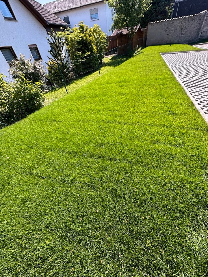 Hecke schneiden Garten Bagger Arbeit Garten Bau in Homberg