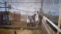 1-2 Milchziegen und einige Ziegenlämmer abzugeben Hessen - Trebur Vorschau