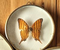 MEGALURA BERANIA orange-gestreifter Schmetterling Falter gerahmt Hessen - Lindenfels Vorschau
