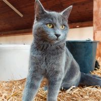 Vermisste Katze Actimel in Eggstätt oder Gstadt Bayern - Eggstätt Vorschau