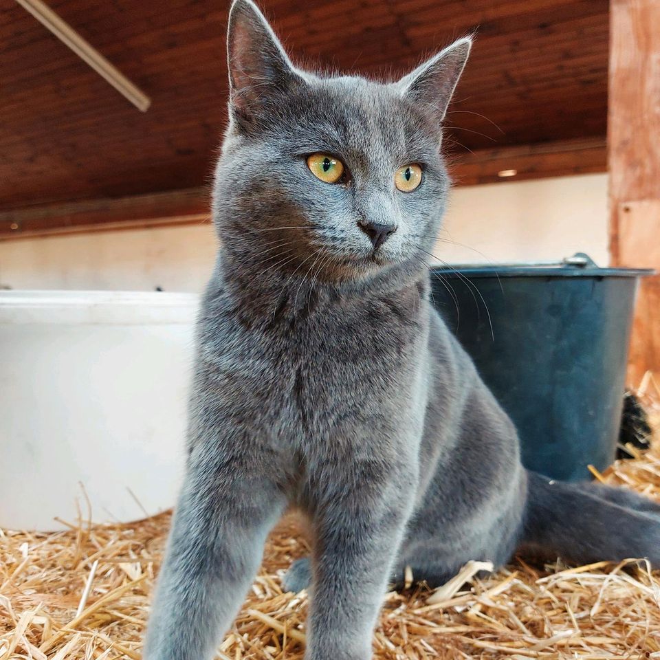 Vermisste Katze Actimel in Eggstätt oder Gstadt in Eggstätt