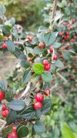 Strauch-Cotoneaster immergrüne Strauchmispel Zwergmispel Hecke Niedersachsen - Uelzen Vorschau